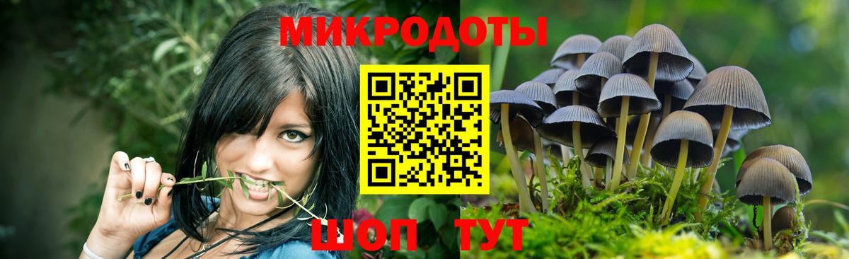 Галлюциногенные грибы Psilocybe Магадан